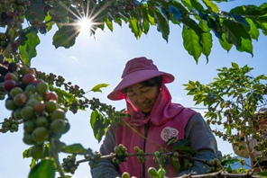 Piante di caffè entrano nella stagione di raccolta a Baoshan, Yunnan