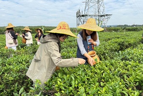 La cultura del tè biologico di Baisha attrae giornalisti stranieri