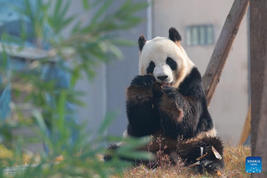 Nuova base del Centro di conservazione e ricerca per i panda giganti aperta al pubblico nella Cina sudoccidentale