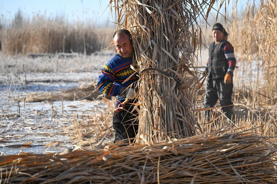 Xinjiang, agricoltori locali combattono la desertificazione nella contea di Moyu