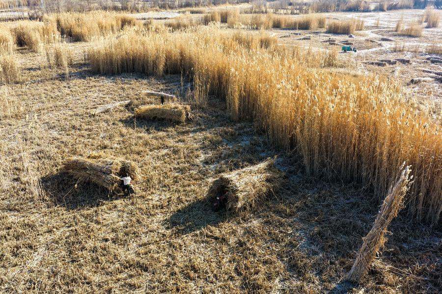 Xinjiang, agricoltori locali combattono la desertificazione nella contea di Moyu