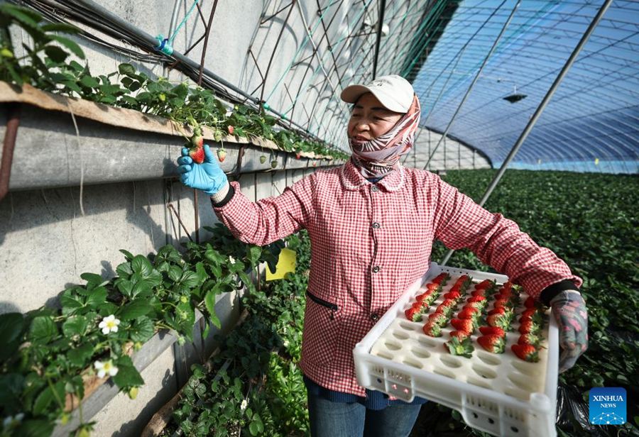 Liaoning, autorità locali potenziano l'economia basata sulle fragole a Donggang