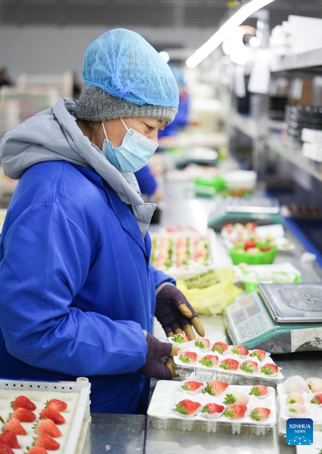 Liaoning, autorità locali potenziano l'economia basata sulle fragole a Donggang