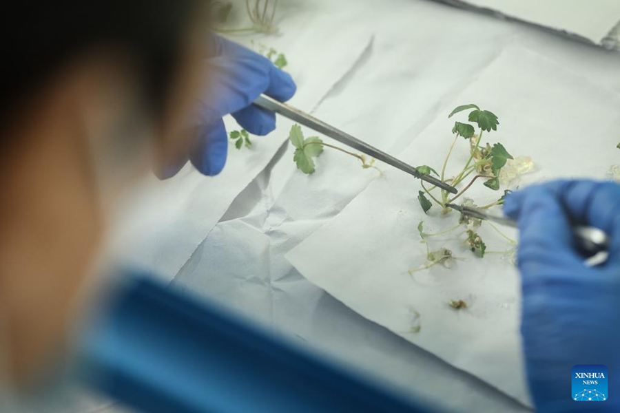 Liaoning, autorità locali potenziano l'economia basata sulle fragole a Donggang