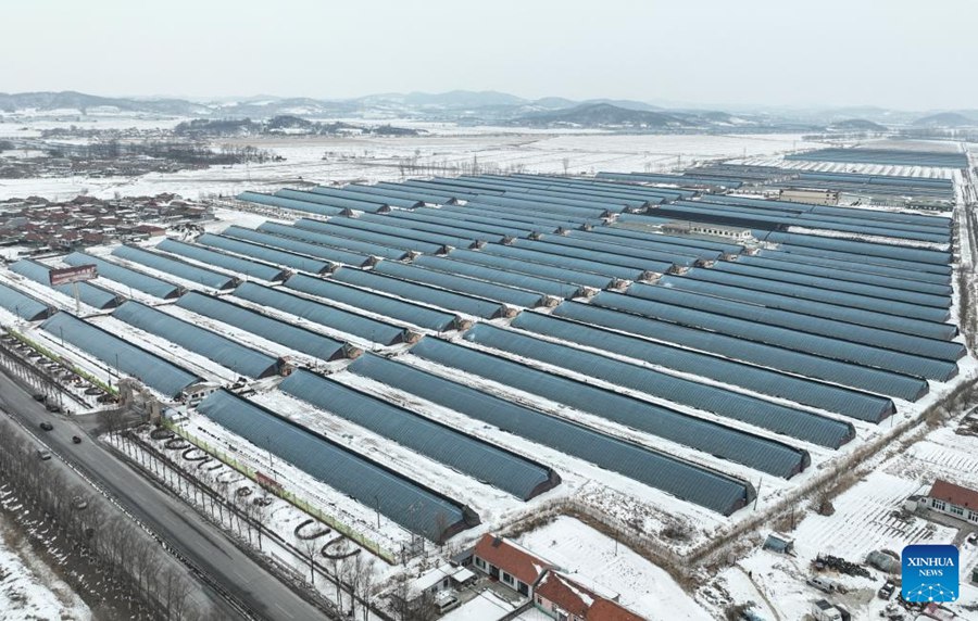 Liaoning, autorità locali potenziano l'economia basata sulle fragole a Donggang