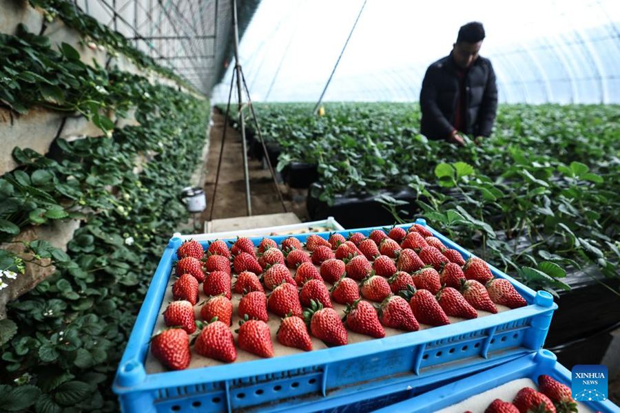 Liaoning, autorità locali potenziano l'economia basata sulle fragole a Donggang