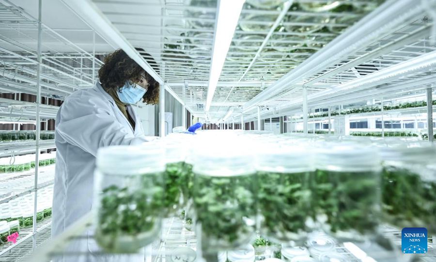 Liaoning, autorità locali potenziano l'economia basata sulle fragole a Donggang