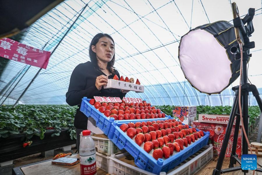 Liaoning, autorità locali potenziano l'economia basata sulle fragole a Donggang