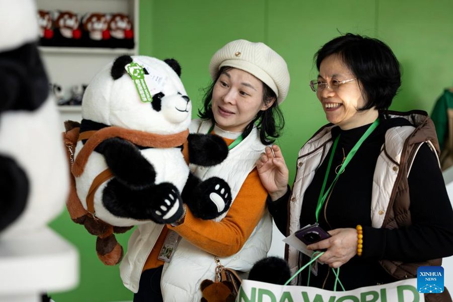 Cinque panda giganti incontrano il pubblico alla riapertura del Fuzhou Panda World
