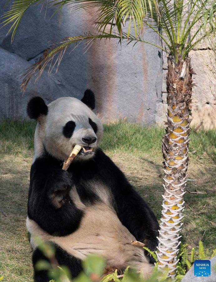 Cinque panda giganti incontrano il pubblico alla riapertura del Fuzhou Panda World
