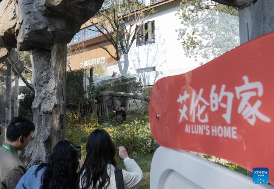 Cinque panda giganti incontrano il pubblico alla riapertura del Fuzhou Panda World