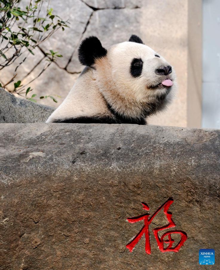 Cinque panda giganti incontrano il pubblico alla riapertura del Fuzhou Panda World