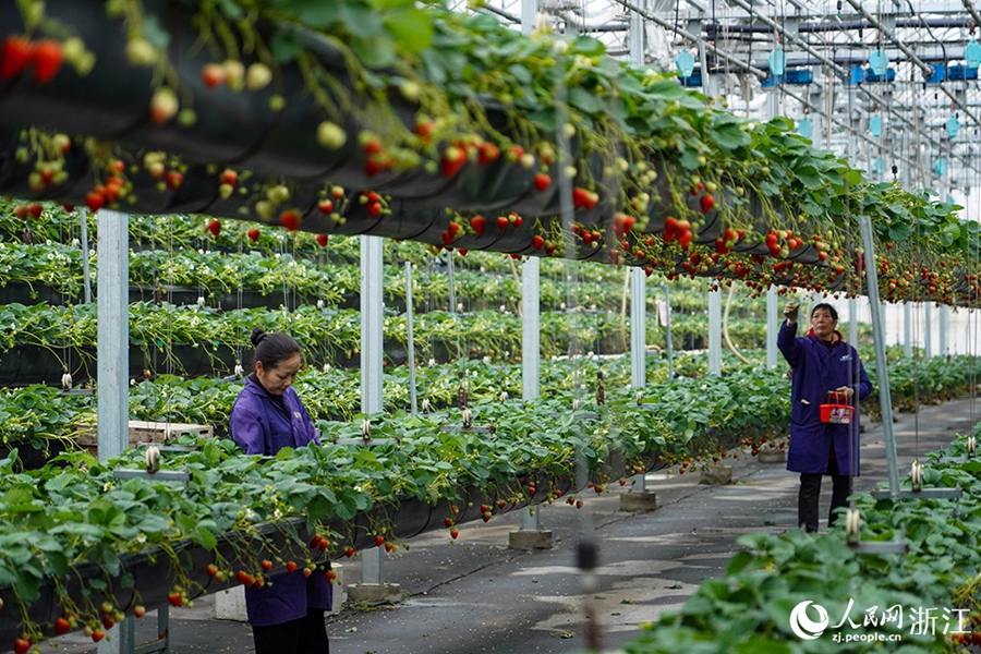 Longquan, Zhejiang: la tecnologia potenzia la coltivazione delle fragole