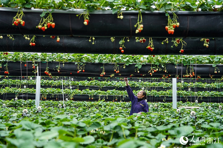 Longquan, Zhejiang: la tecnologia potenzia la coltivazione delle fragole