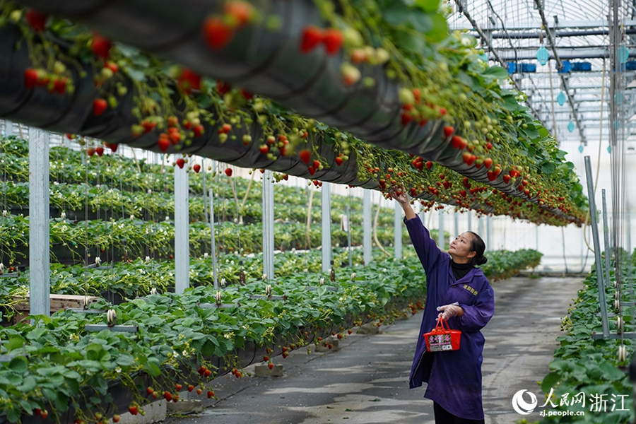 Longquan, Zhejiang: la tecnologia potenzia la coltivazione delle fragole
