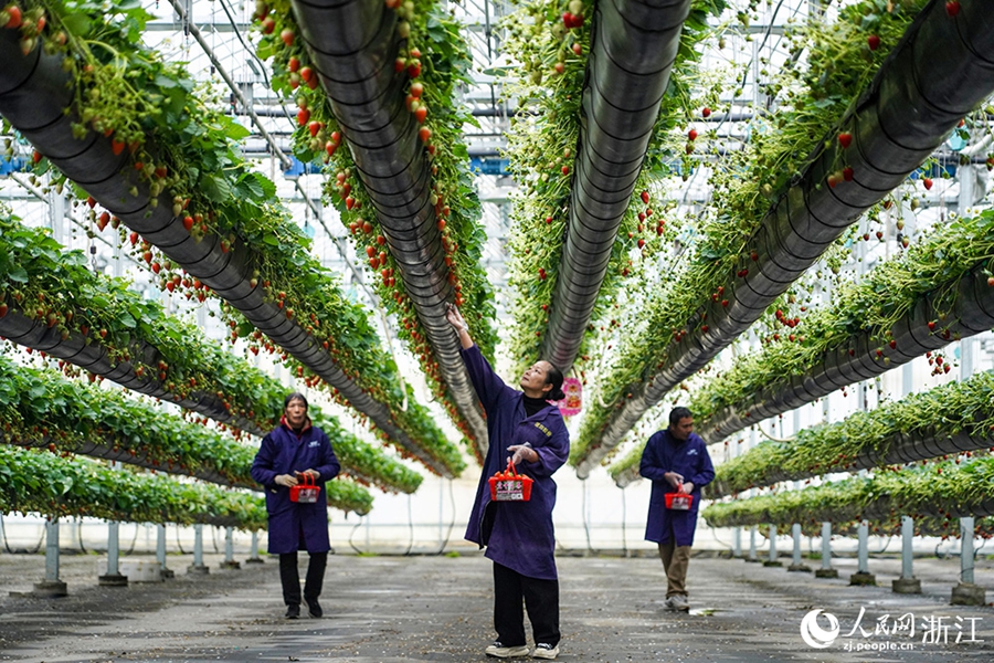 Longquan, Zhejiang: la tecnologia potenzia la coltivazione delle fragole