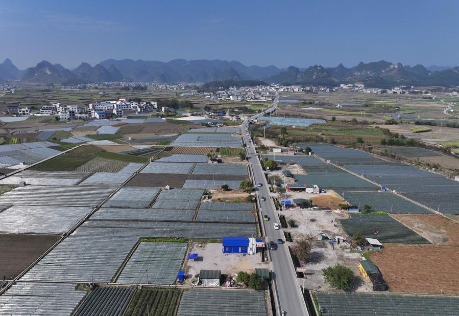 Piantagione vicino alla città di Chengtuan, nel distretto di Liujiang, nella città di Liuzhou, nella Regione Autonoma Zhuang del Guangxi, Cina meridionale. (28 gennaio 2026 - Xinhua/Wang Jingqiang)