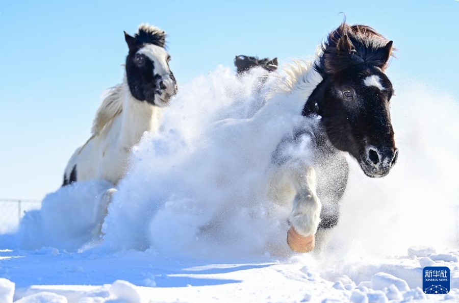 Al galoppo nella neve verso l'Anno del Cavallo