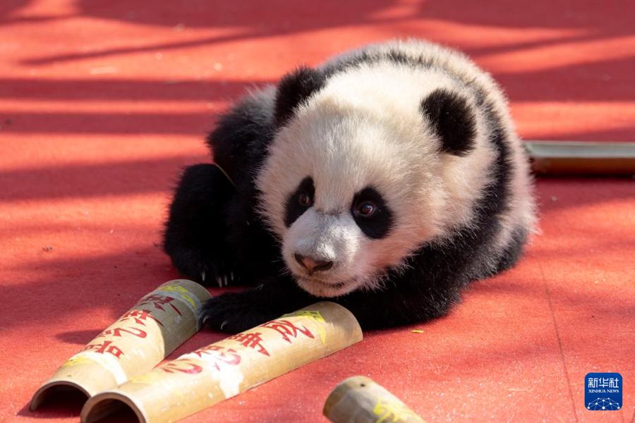 Cuccioli di panda gigante nati nel 2025 fanno il loro debutto per celebrare il Capodanno cinese