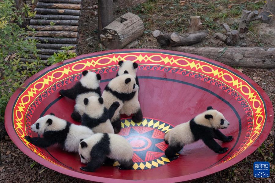 Cuccioli di panda gigante nati nel 2025 fanno il loro debutto per celebrare il Capodanno cinese