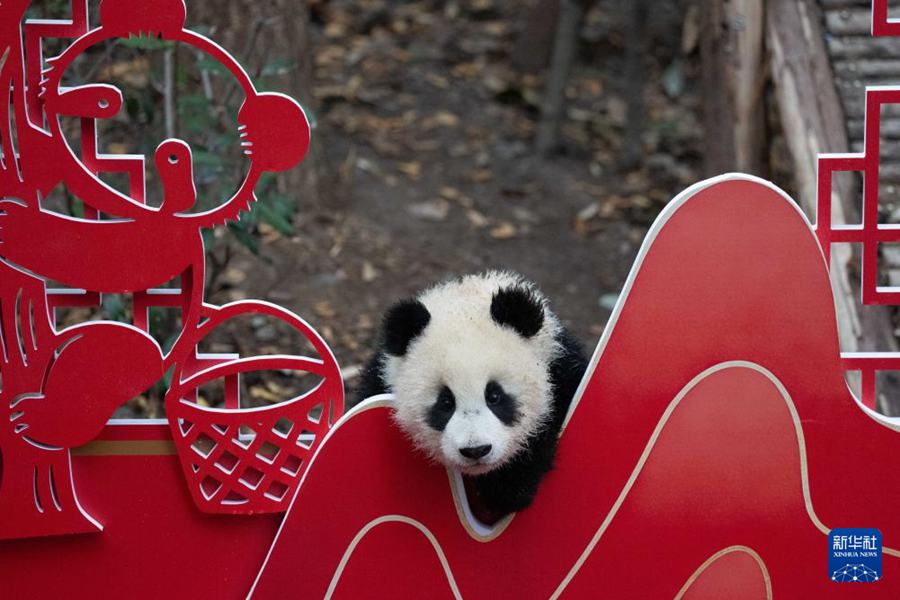 Cuccioli di panda gigante nati nel 2025 fanno il loro debutto per celebrare il Capodanno cinese