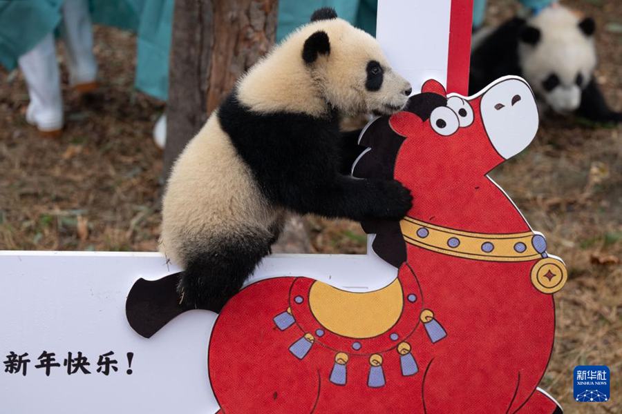 Cuccioli di panda gigante nati nel 2025 fanno il loro debutto per celebrare il Capodanno cinese