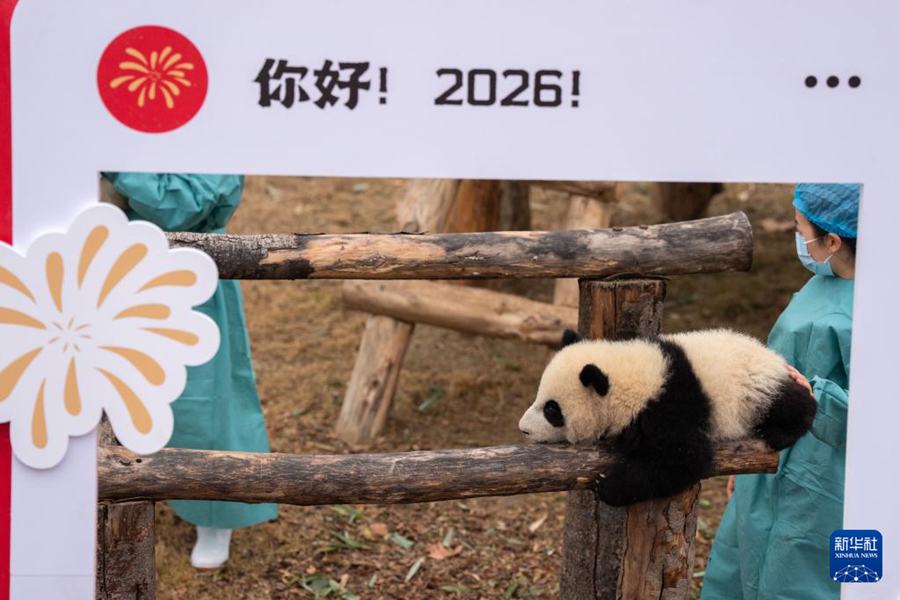 Cuccioli di panda gigante nati nel 2025 fanno il loro debutto per celebrare il Capodanno cinese