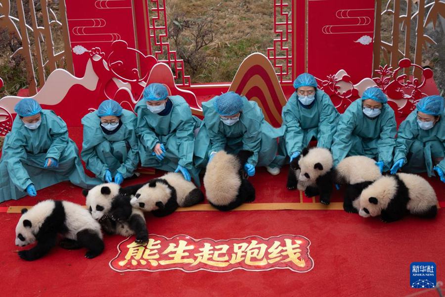 Cuccioli di panda gigante nati nel 2025 fanno il loro debutto per celebrare il Capodanno cinese