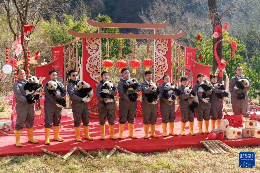 Cuccioli di panda gigante nati nel 2025 fanno il loro debutto per celebrare il Capodanno cinese