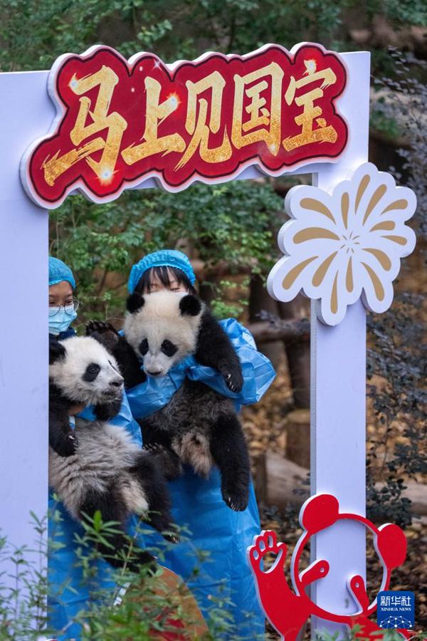 Cuccioli di panda gigante nati nel 2025 fanno il loro debutto per celebrare il Capodanno cinese