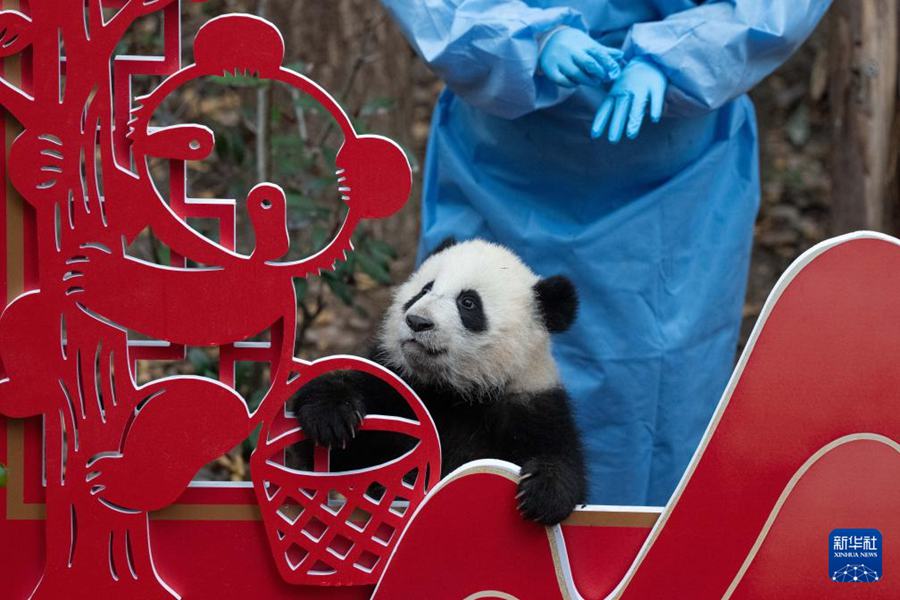 Cuccioli di panda gigante nati nel 2025 fanno il loro debutto per celebrare il Capodanno cinese