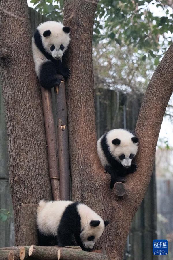 Cuccioli di panda gigante nati nel 2025 fanno il loro debutto per celebrare il Capodanno cinese