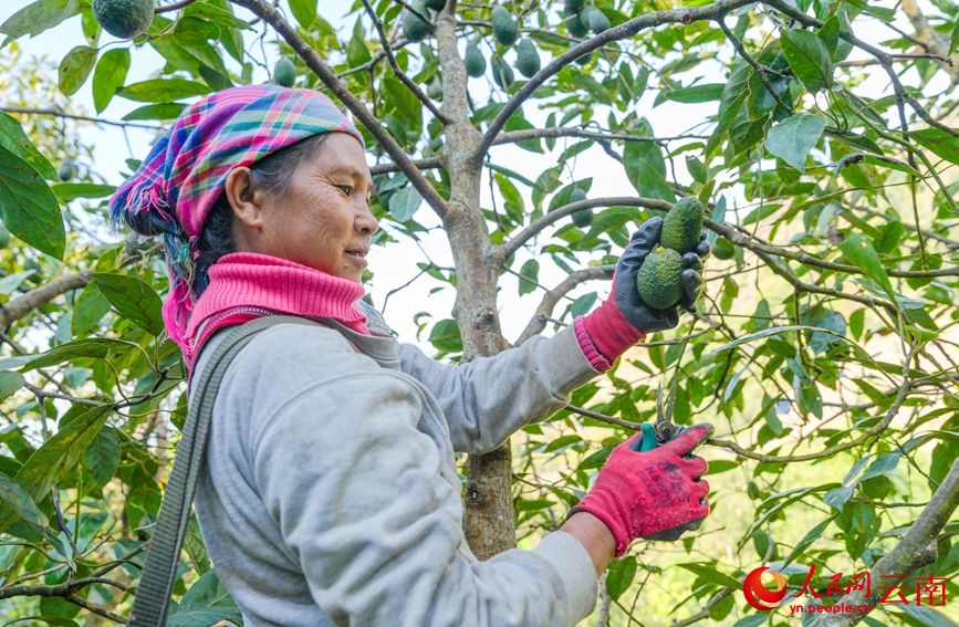 L'avocado dello Yunnan conquista il mercato durante la Festa di Primavera