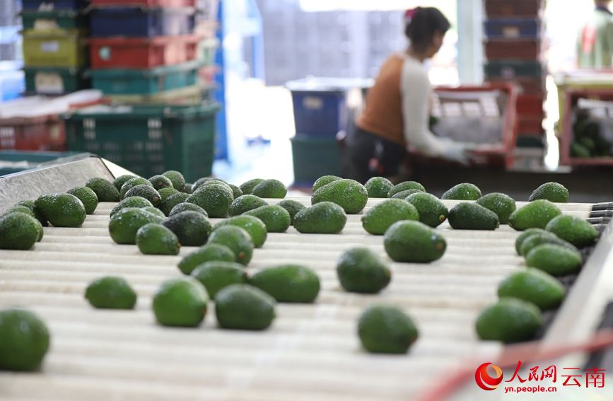 L'avocado dello Yunnan conquista il mercato durante la Festa di Primavera