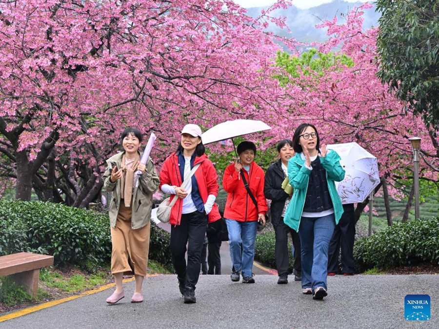 La fioritura dei ciliegi alimenta l'