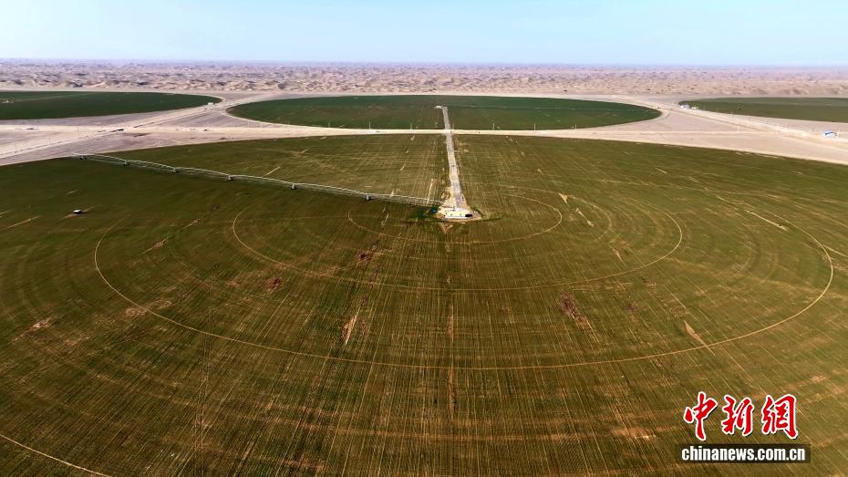 Dischi verdi nel deserto meridionale dello Xinjiang