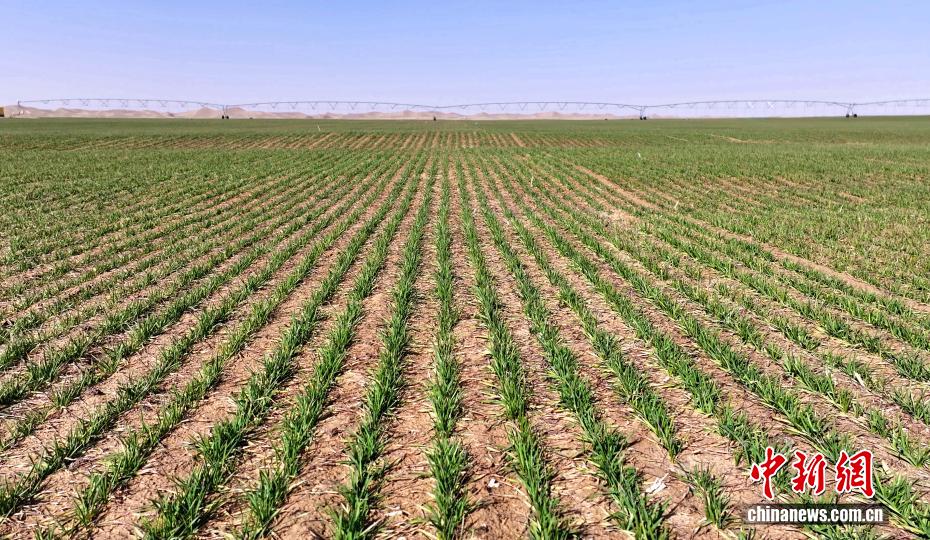 Dischi verdi nel deserto meridionale dello Xinjiang