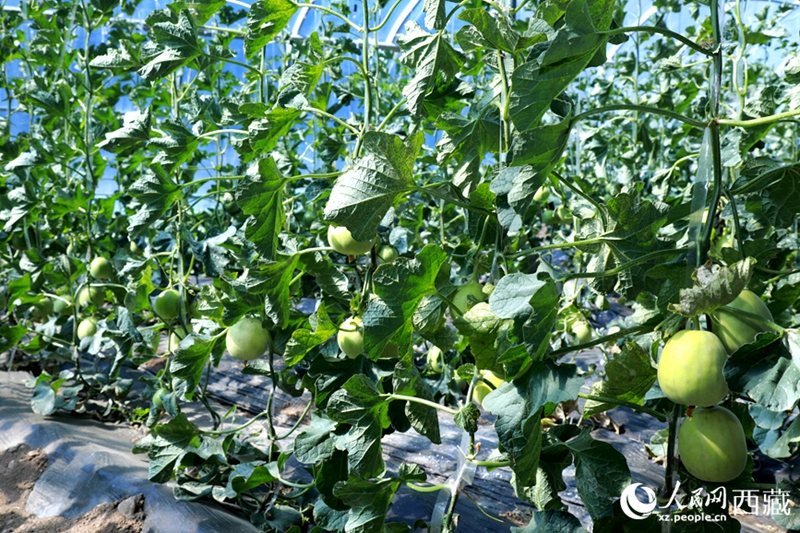 Serre d'altopiano dotate di sistemi intelligenti