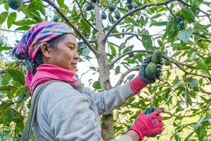 L'avocado dello Yunnan conquista il mercato durante la Festa di Primavera