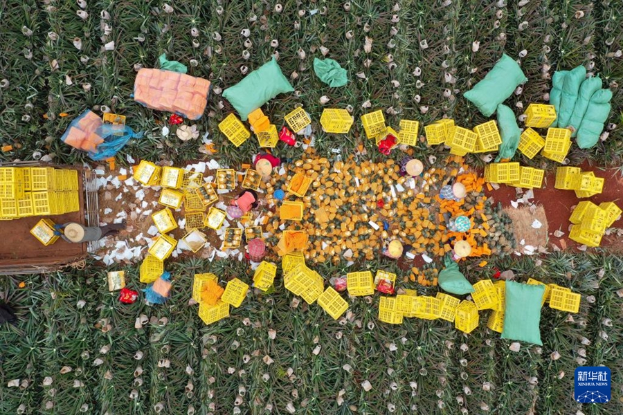 Haikou: Raccolta primaverile di ananas