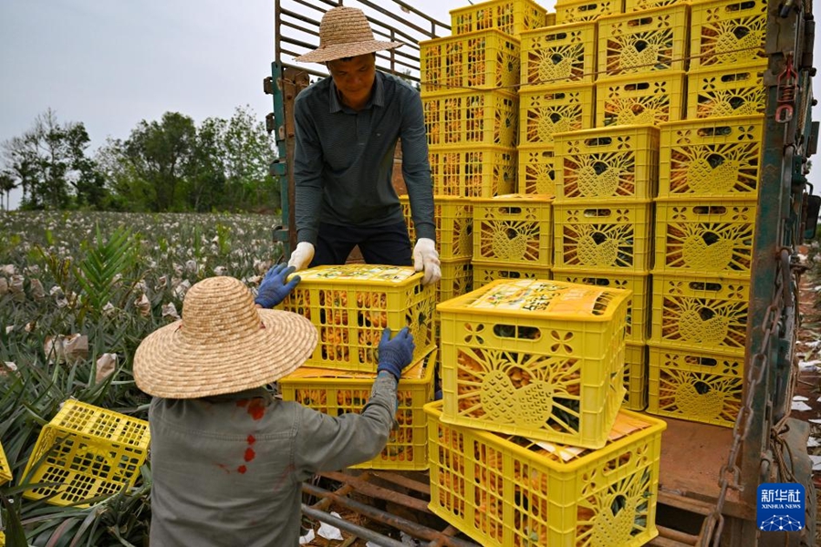 Haikou: Raccolta primaverile di ananas