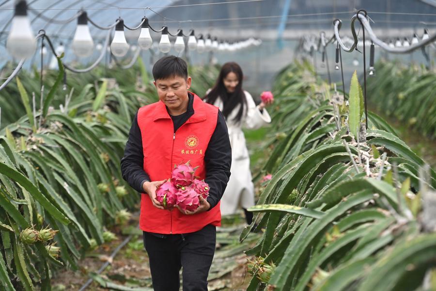 Un uomo raccoglie frutti del drago presso una piantagione nel villaggio di Longxin, città di Liuzhou, nella Regione Autonoma Zhuang del Guangxi, Cina meridionale. (27 gennaio 2026 - Xinhua/Wang Jingqiang)