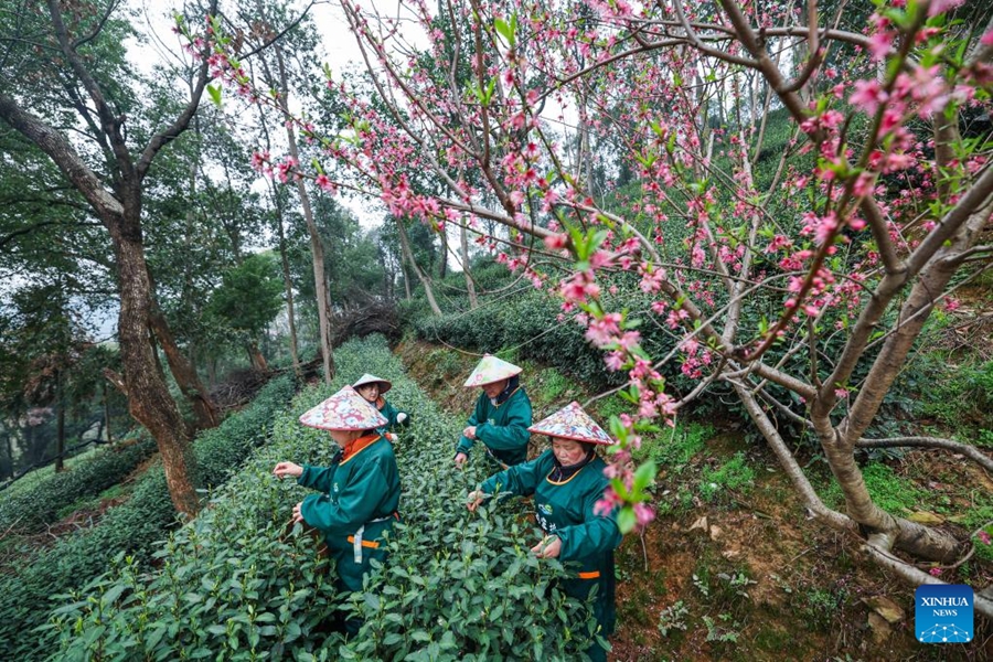 Hangzhou, coltivatori raccolgono il tè West Lake Longjing