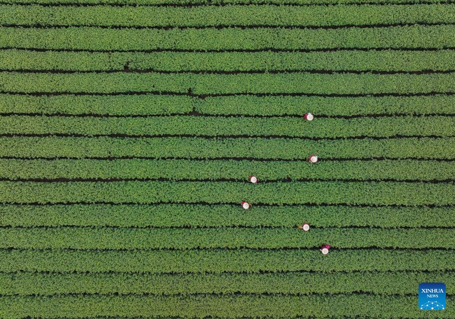 Hangzhou, coltivatori raccolgono il tè West Lake Longjing