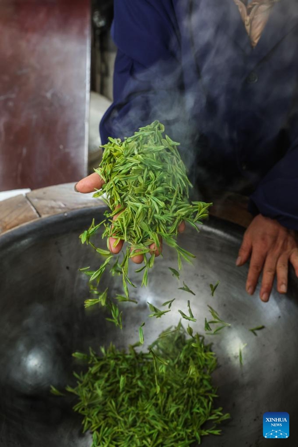 Hangzhou, coltivatori raccolgono il tè West Lake Longjing