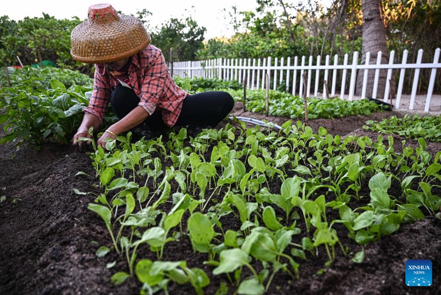 Isola arida si trasforma in un tesoro verde dopo anni di sforzi di conservazione a Hainan