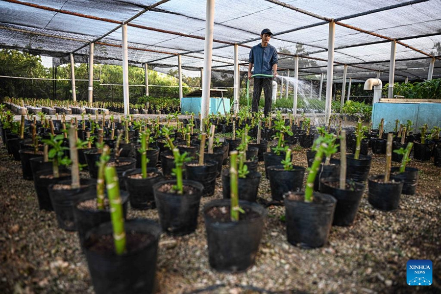 Isola arida si trasforma in un tesoro verde dopo anni di sforzi di conservazione a Hainan