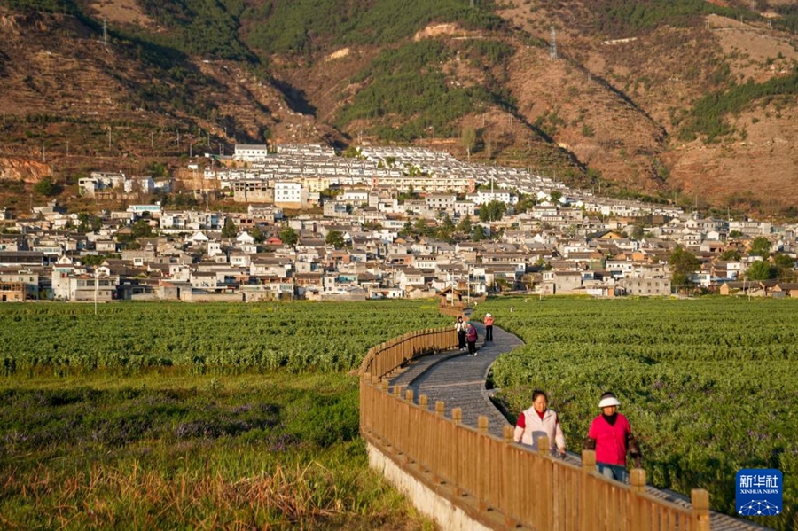 Yunnan: l'integrazione di agricoltura, cultura, turismo e sport dà nuovo impulso alla rivitalizzazione rurale