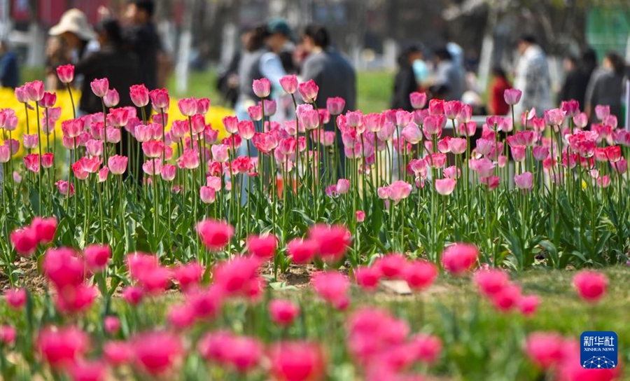 Primavera nel pieno del suo splendore in tutto il Paese