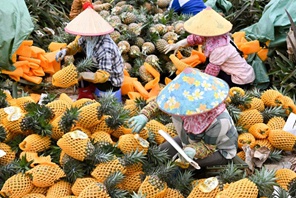 Haikou: Raccolta primaverile di ananas